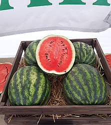 Сенсей F1/Sensey F1 — Кавун, Sakata. 1000 насіння