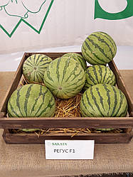 Регус F1/Regus F1 — Кавун безсім'яний, Sakata. 1000 насіння