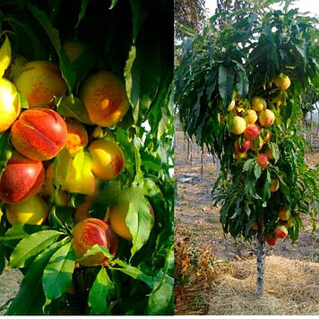 Колоноподібний гібрид персик-нектарин Роман (пізній)