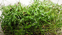 Насіння мікрозелені Кінза (коріандр), (Італія), 0,1 кг