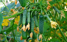 Насіння огірка Виноградна Гронь, (Молдавія), 0,2 кг