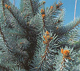 Ялина колюча Хупсі С3 (Picea pungens Hoopsii), фото 3