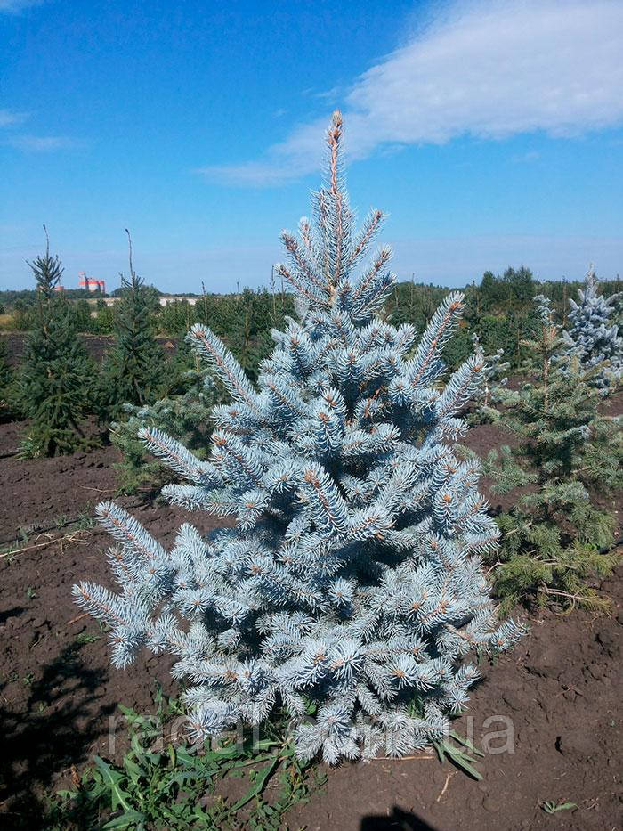 Ялина колюча Хупсі С3 (Picea pungens Hoopsii)