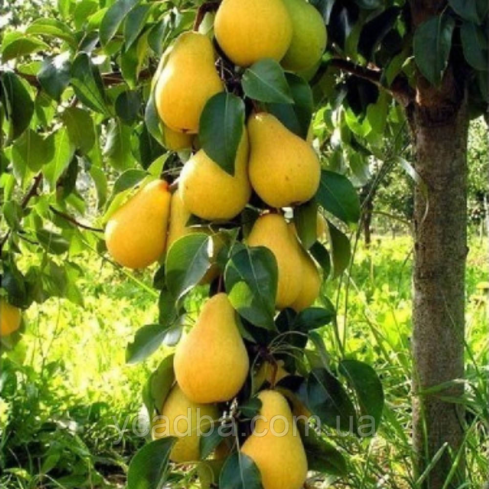 Груша колоноподібна Медова (середньостигла), фото 1