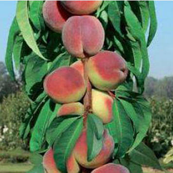 Персик колоноподібний Золотий Тріумф (ранній)