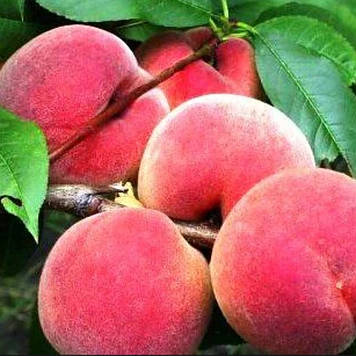 Персик колоноподібний Кримський (ранній)