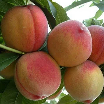 Пepcик колоноподібний Ювілейний (ранній)