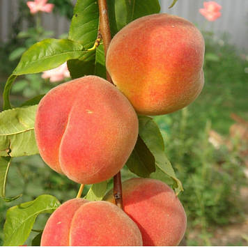 Персик колоноподібний Золотий Ювілей (середньостиглий)