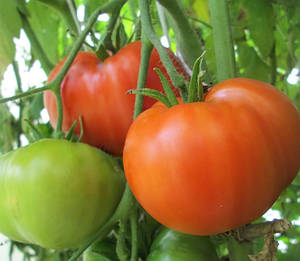 Купить семена томата Кумир в Одесской области от компании \