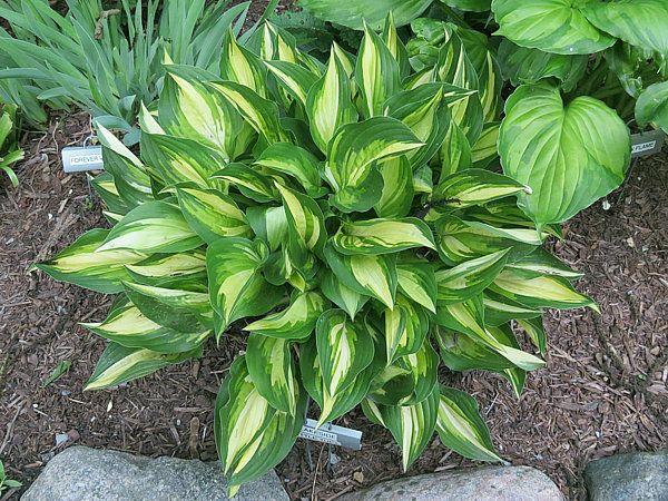 Хоста Lakeside Little Tuft, фото 1