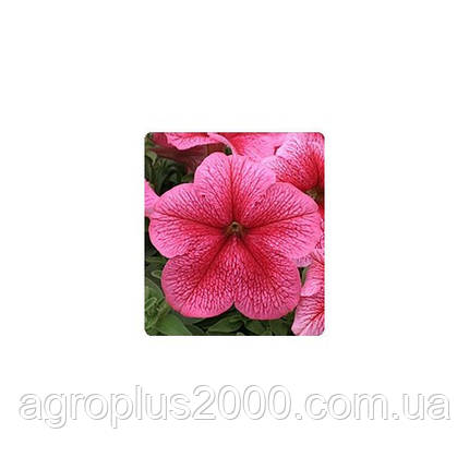 Насіння Петунія грандифлора Віртуоз Рожева F1 Strawberry 250 драже Kitano Seeds, фото 1
