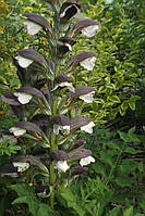 Акант м'який (саджанці)