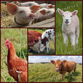 Премікси для тварин