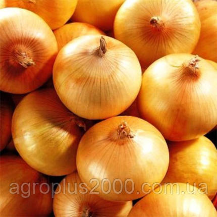 Насіння Цибуля ріпчаста Луганська 10 грамів GL Seeds, фото 3