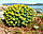 Родіола рожева корінь, вага 100грамів (Rhodiola rosea, rhizoma Russian Rhodiola), фото 2