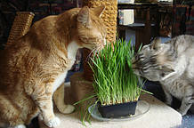 Жива трава корисна для кішок