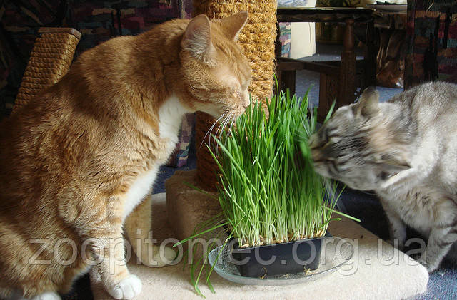 Жива трава корисна для кішок