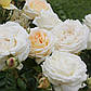 Троянда англійська Транквіліті, фото 2