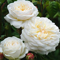 Роза английская Транквилити