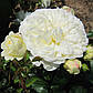 Троянда англійська Транквіліті, фото 3