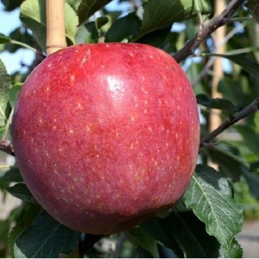 Саджанці Яблуні Ремо - зимова, крупноплідна, зимостійка, фото 1