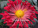 Корейська хризантема Червони Вітрилу, фото 3