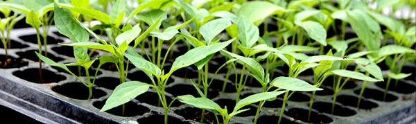 Касети для розсади купити для вирощування помідорів, баклажанів, огірків, гарбуза, квітів, декоративних рослин касети для розсади, купити касети для розсади, касета для розсади, касети, купить касети для розсади, касети для розсади помідорів, касети для розсади купити, контейнери для розсади, для розсади касети, купити касети, касети для розсади від виробника, касети на розсаду, контейнери для рослин, контейнер для квітів, купить касети для розсади бу, касети для розсади капусти, форми для розсади, касети для росади, касети купити, контейнери для квітів, касети для розсади перцю, контейнер для рослин, пластикові касети для розсади, контейнери для лохини, касети для розсади з піддоном