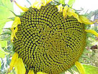 Насіння соняшнику Корнес (під Євролайтинг)