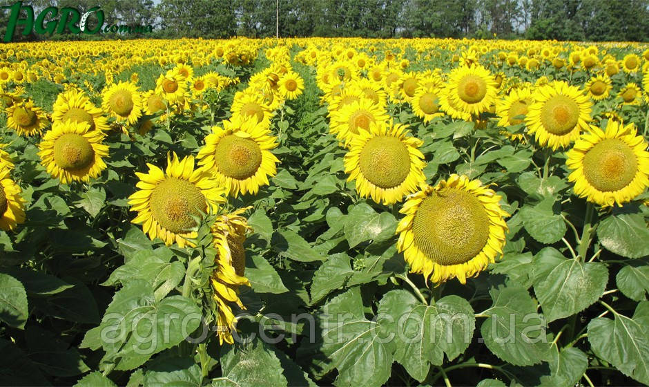 Насіння соняшнику Матіс під Гранстар (Франція)