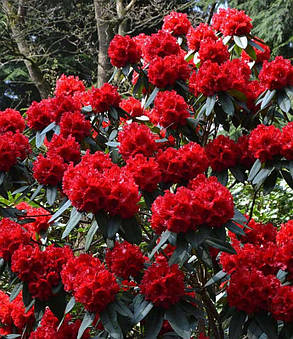 Рододендрон вічнозелений "Таурус" (саджанці 3 роки С2л ), фото 2