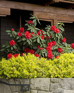 Рододендрон вічнозелений "Таурус" (саджанці 3 роки С2л ), фото 3