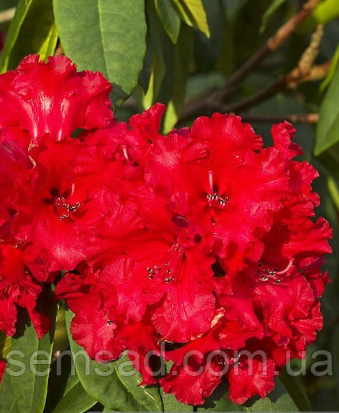 Рододендрон вічнозелений "Таурус" (саджанці 3 роки С2л )