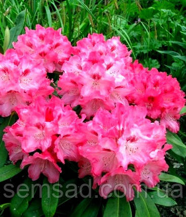 Рододендрон "Снізі" \ Rhododendron Sneezy ( саджанці 3 роки ЗКС ), фото 1