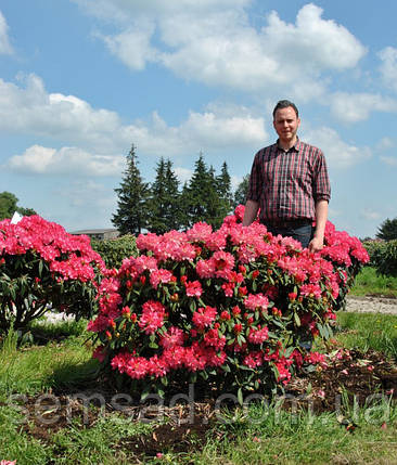 Рододендрон "Снізі" \ Rhododendron Sneezy ( саджанці 3 роки ЗКС ), фото 3