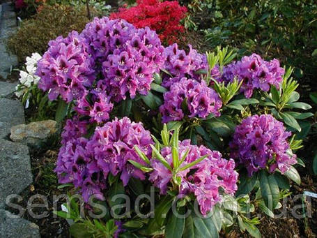 Рододендрон "Распутін" \ Rhododendron Rasputin ( саджанці 3 роки ЗКС ), фото 3