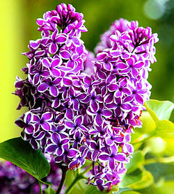 Бузок Сенсація \ Syringa vulgaris "Sensation"( саджанці 2 роки)