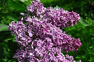 Бузок Сенсація \ Syringa vulgaris "Sensation"( саджанці 2 роки), фото 2