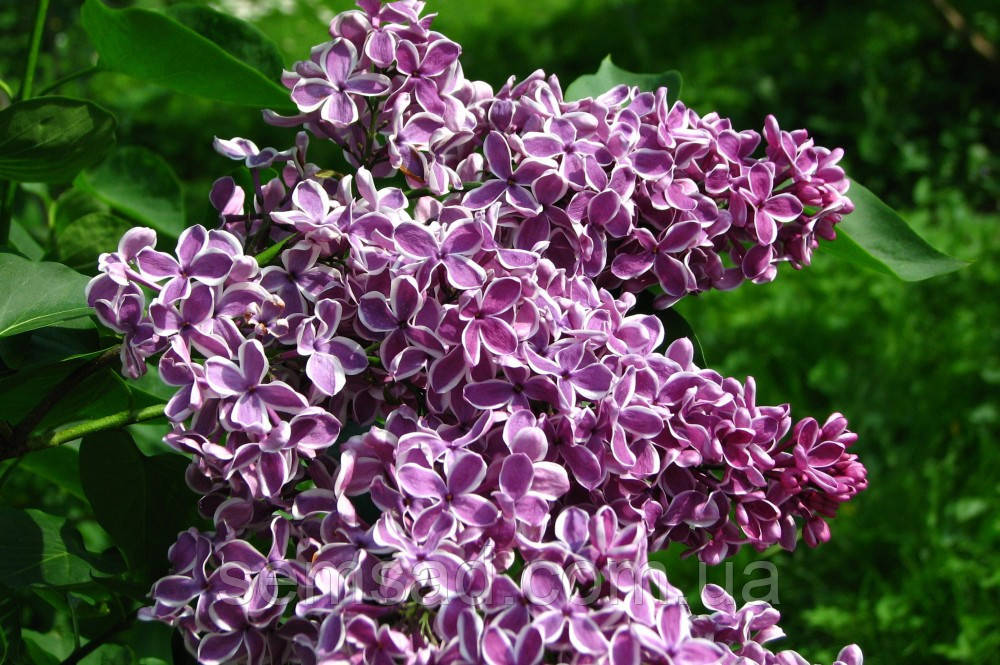 Сирень Сенсация \ Syringa vulgaris " Sensation"( саженцы 2 года 80 - 100см ) - фото 2 - id-p1090101750