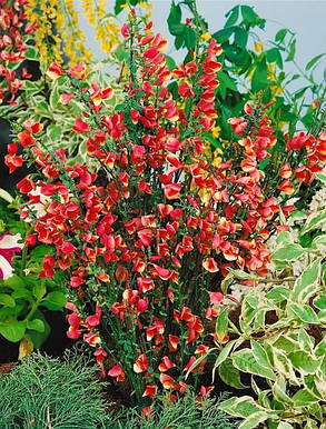 Рокитник вінечний "Голдфінч" \ Cytisus Goldfinch (саджанці 2 роки С1.5л ), фото 3