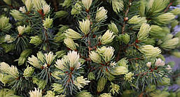 Ялина канадська Sun on the sky 2річна, Ялина канадська Сан он зе скай, Picea glauca Sun on the sky, фото 6