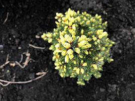 Ялина канадська Sun on the sky 2річна, Ялина канадська Сан он зе скай, Picea glauca Sun on the sky, фото 3