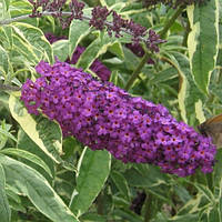 Будлея 342 Арлеклін (Harlequin)