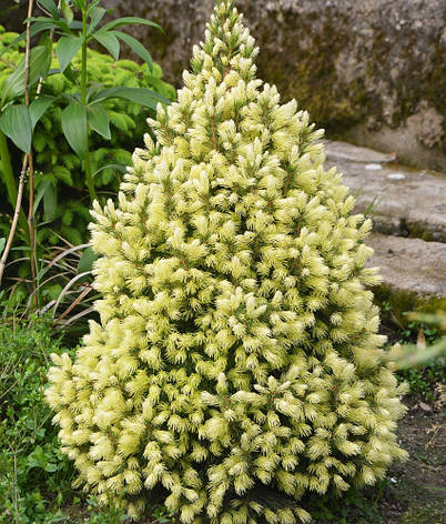 Ялина канадська Conica Maigold 3 річна, Ялина канадська Коніка Майголд, Picea glauca Conica Maigold, фото 1