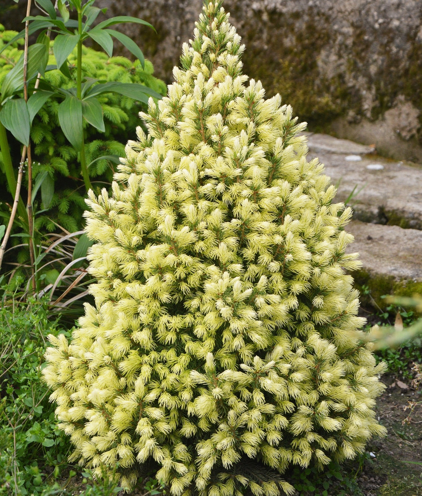Ялина канадська Conica Maigold 3 річна, Ялина канадська Коніка Майголд, Picea glauca Conica Maigold