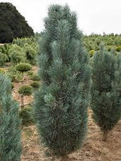 Сосна звичайна Fastigiata 3 річна 30-40см, Сосна звичайна Фастігіата, Pinus sylvestris Fastigiata, фото 2