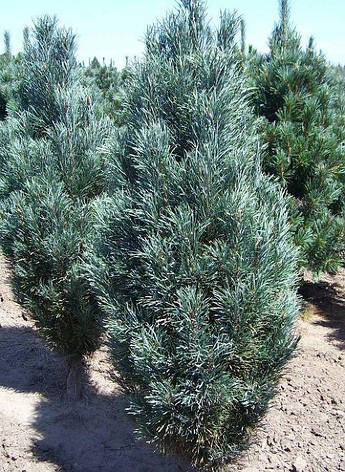 Сосна звичайна Fastigiata 3 річна 30-40см, Сосна звичайна Фастігіата, Pinus sylvestris Fastigiata, фото 2