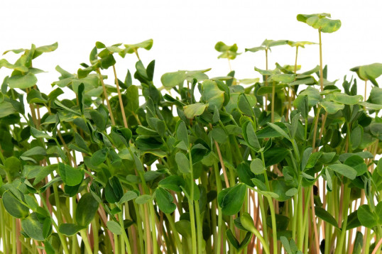 Семена микрозелени Микс бобовых - фото 1 - id-p1090534893