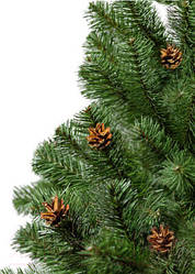 Ель зеленая с шишками