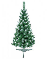 Европейская ель с белыми кончиками