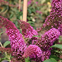 Будлея Давида Саммер Б'юті